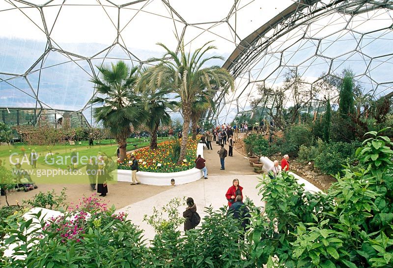 Inside the warm temperature Biome - The Eden project, Cornwall