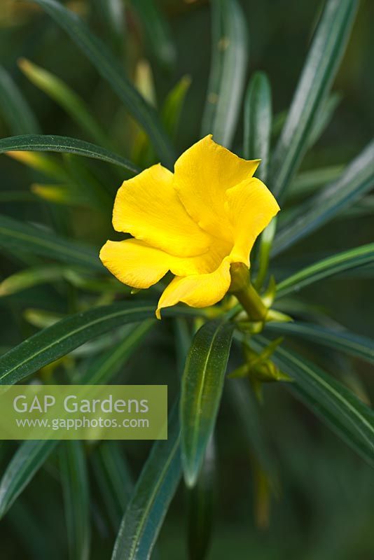 Thevetia peruviana syn. Thevetia nerii - Yellow oleander