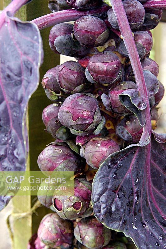 Brassica oleracea 'Falstaff' - Brussels sprouts
