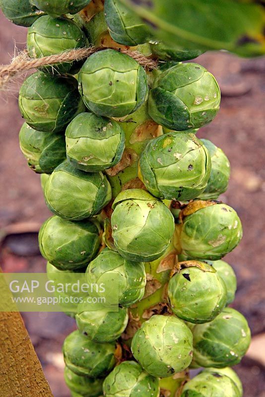 Brassica oleracea 'Revenge' - Brussels sprouts