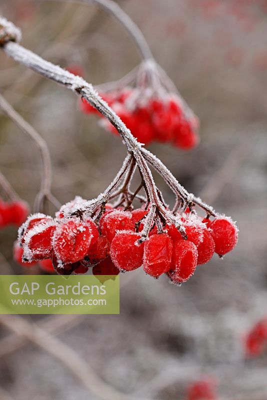 Viburnum opulus fruits with hoar frost in winter
