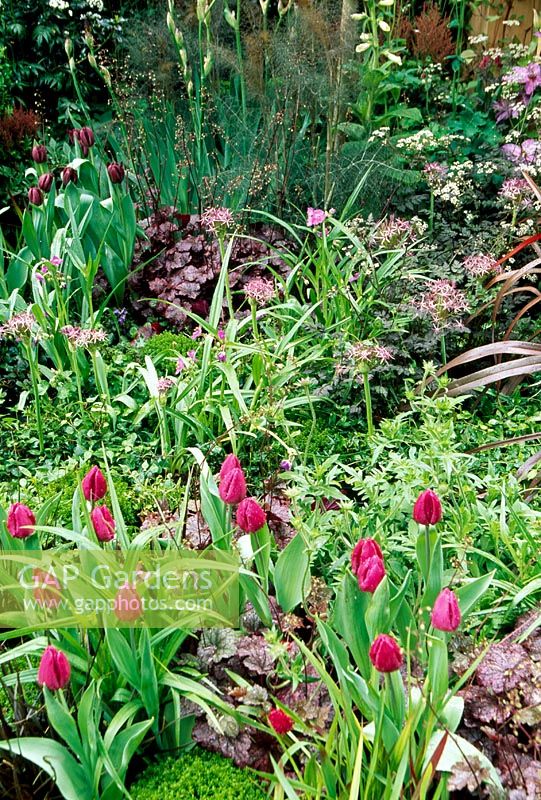 Heuchera, Tulipa 'Blue', Allium, Fennel, Anthriscus sylvesteris 'Ravenswing' and Buxus - The North East Passion Garden, Chelsea flower show 2006