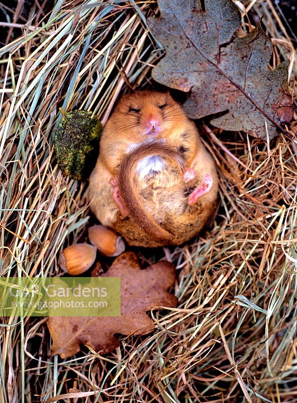 Muscardinus avellanarius - Hazel dormouse, sleeping in nest