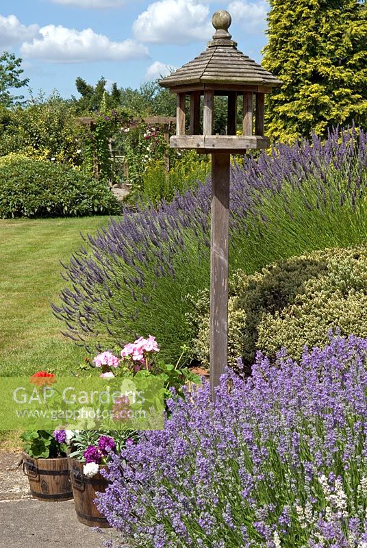 Bird table amongst Lavenders, Hebe and container planting of Geraniums and Matthiola - Stocks