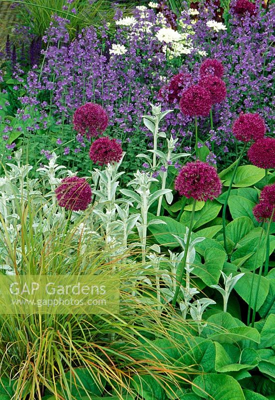 Allium, Stachys, Nepeta and Ornamental grass in border. The Telegraph garden - Designer Tom Stuart-Smith. Gold medal and Best in show at the RHS Chelsea Flower Show 2006