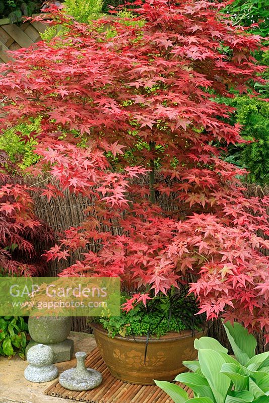 Acer palmatum 'Shideshojo' growing in an oriental bowl and showing the red tints on the newly opened leaves in Spring