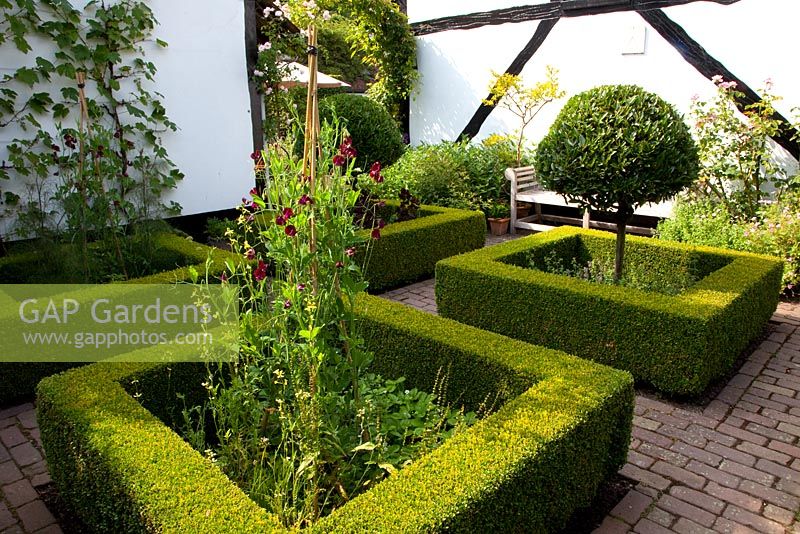 Small formal garden with clipped box hedging, Laurus nobilis standards and Lathyrus