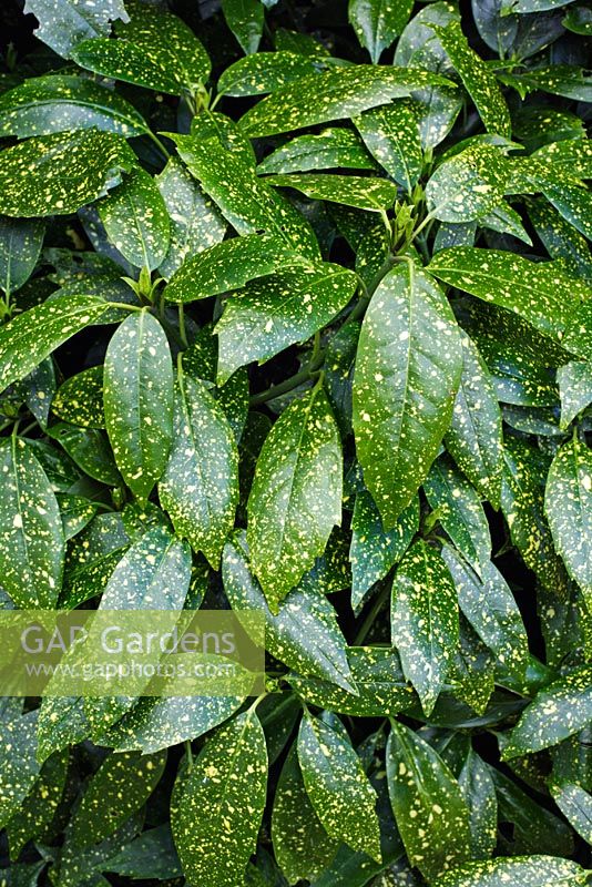Aucuba japonica 'Variegata' - Spotted Laurel  