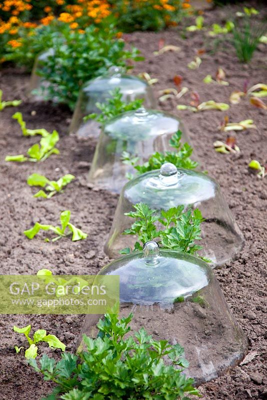 Potager with glass cloches 