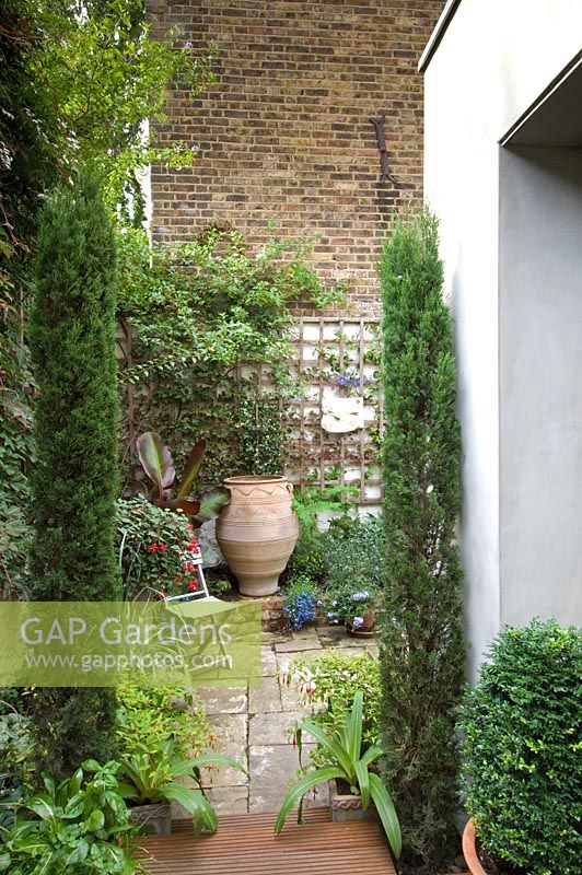 Small urban courtyard garden in London with yorkstone paving, fastigiate conifers and box in side passage 