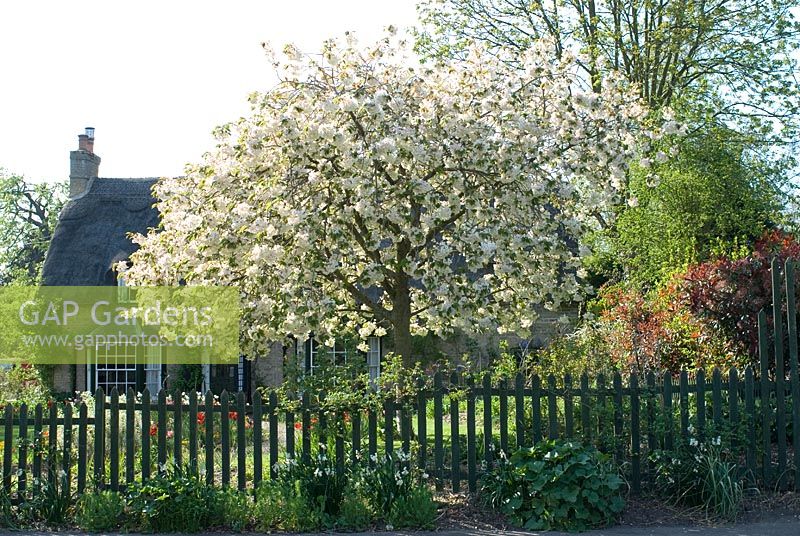 Flowering Prunus - Cherry tree in an English Cottage garden. Thatched cottage and picket fence with Narcissus in April