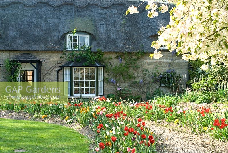 English Cottage garden in spring with Tulipa, Erysimum - Wallflowers and Narcissi. Wisteria growing on thatched house. Overhanging Prunus - Cherry tree. Watering system in flower bed.  April