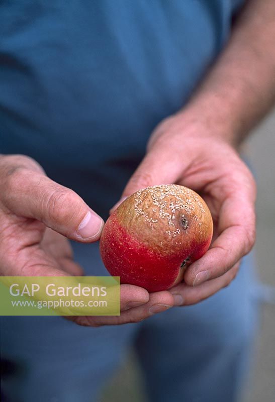 Gloeosporium - Brown rot on an apple