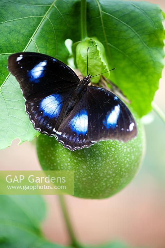 Hypolimnas bolina - The Great Eggfly butterfly resting on a Passiflora - Passion flower fruit 