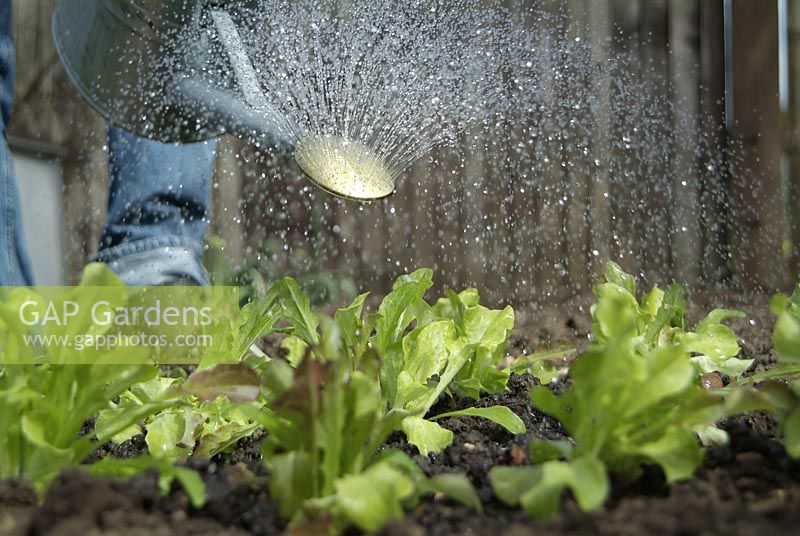 Watering lettuces