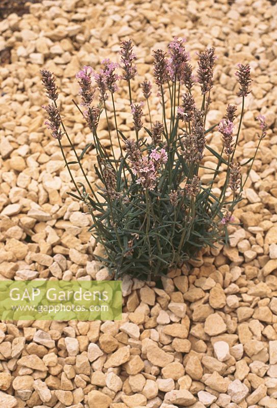 Planting Lavenders Step by Step. Step 5. A limestone mulch helps to control weeds and reflects the sun's heat back off the soil.  This appears to heighten the aroma from the plants' leaves on hot days.
