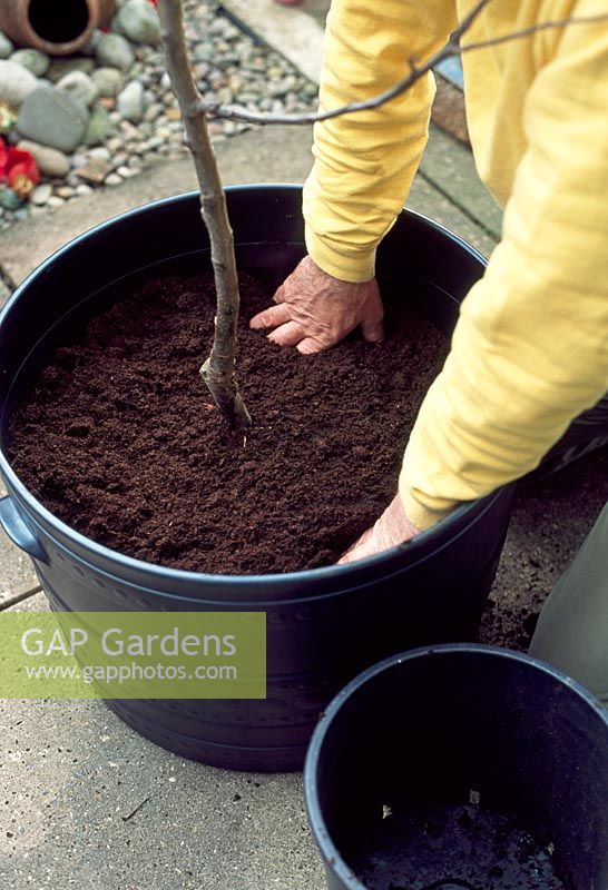 Planting fruit trees - Add compost to the container in layers and firm it around the rootball of the tree. Keep adding compost until it is just level with the top of the rootball