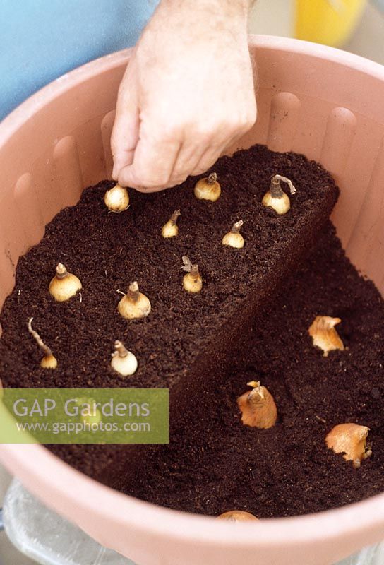 Planting bulbs - Cover these bulbs with compost and arrange the next layer above them. Once these are in place, repeat the whole process a third time to create the final layer