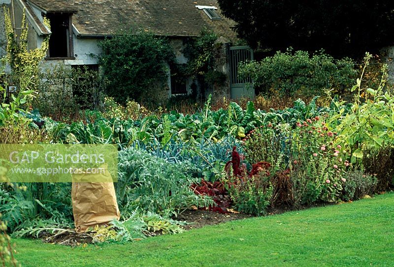 Late autumn in the vegetable garden at Château de Beauregard, in Saint-Jean-de-Beauregard near Paris.   Artichokes covered with large brown paper bags for protection during winter.