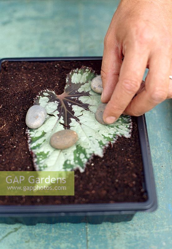 Taking leaf cuttings from Begonia - Peg down securely with wire hoops or stones