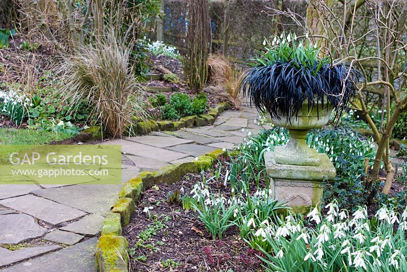 Urn planted with Galanthus and Ophiopogon planiscapus 'Nigrescens' with path leading to pergola - Dial Park, Chaddesley Corbett, Worcestershire 
