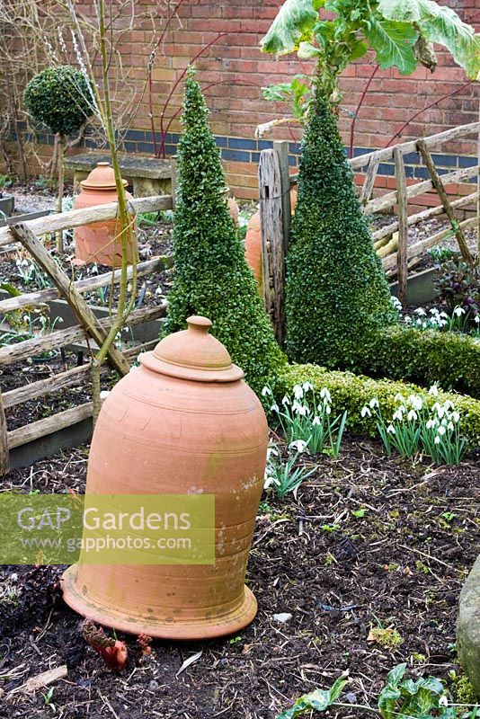 Rhubarb forcing pot in the vegetable garden and Galanthus - Dial Park, Chaddesley Corbett, Worcestershire
