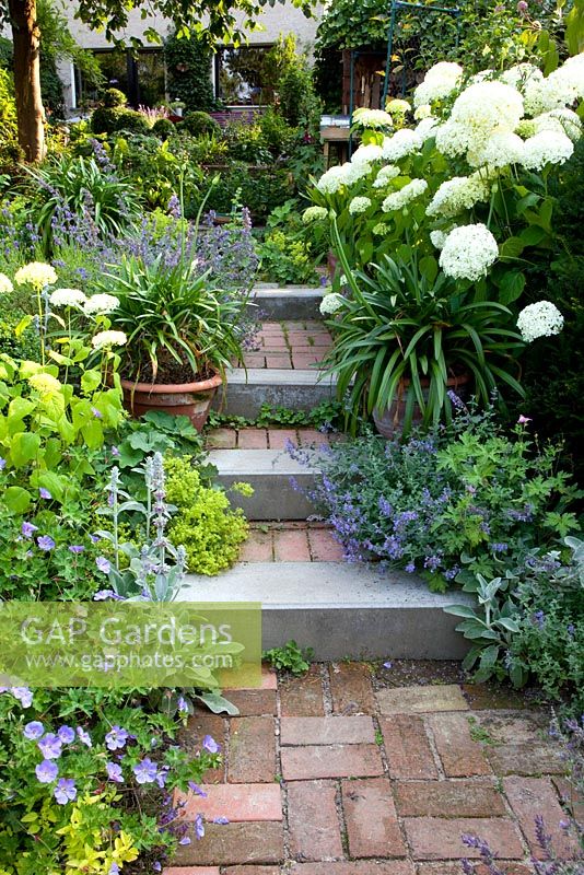Steps between flowerbeds, planting includes Nepeta and Hydrangea 'Annabelle' 
