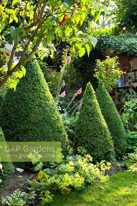 Box topiary in summer border