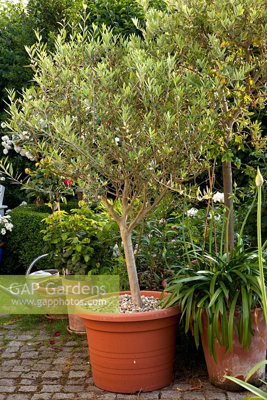 Olea europaea - Olive tree in pot