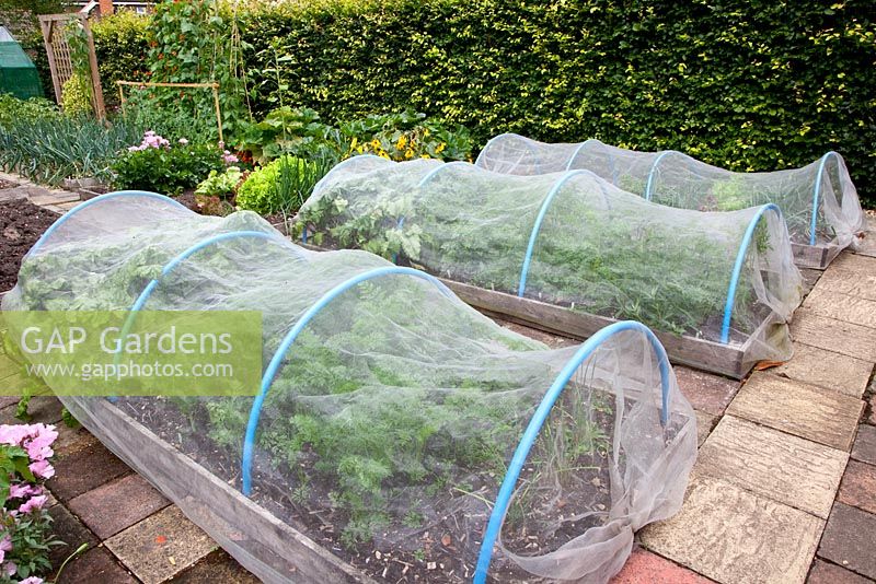 Vegetable garden with covered tunnels of carrots
