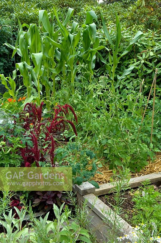Organic kitchen garden. Amaranthus caudatus, herbs Tomatoes, Maize, Sweetcorn, Helianthus - Sunflowers. Norfolk, UK