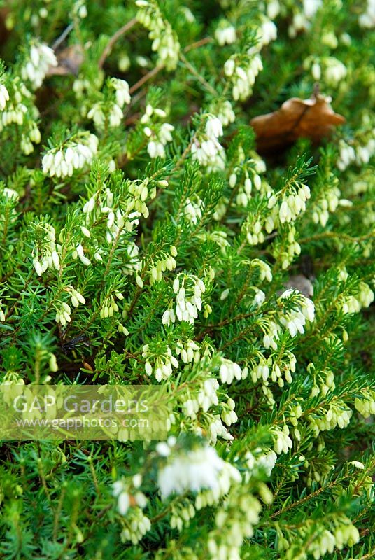 Erica carnea f. alba 'Springwood White' AGM - RHS Wisley
