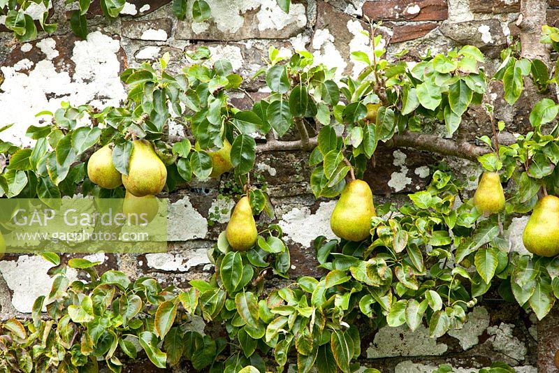 Pyrus 'Doyenne de Comice' trained against an old brick wall