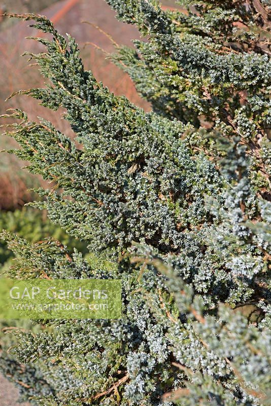 Juniperus squamata 'Meyeri'