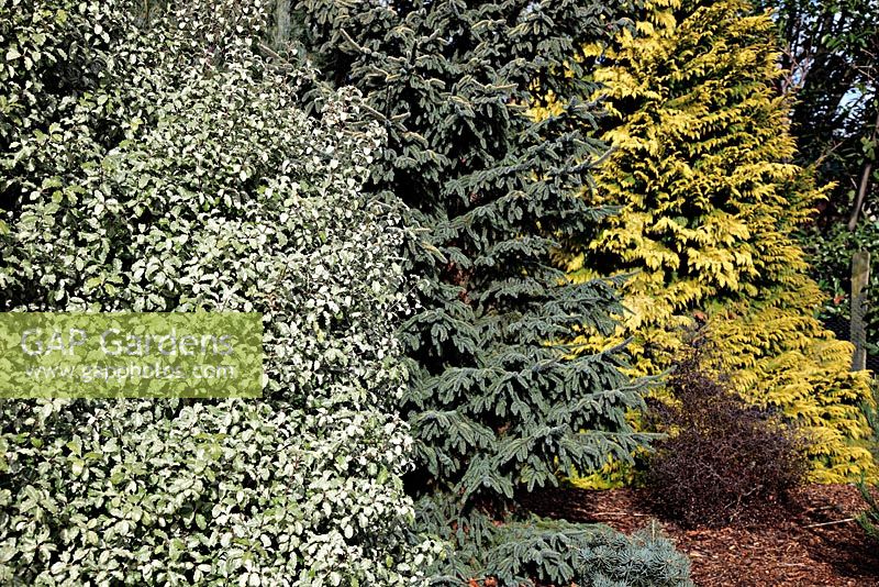 A huge specimen of Pittosporum tenuifolium 'Irene Paterson' AGM with Picea mariana 'Aureovariegata' and Chameacyparis lawsoniana 'Golden Wonder' at Foxhollow Garden near Poole, Dorset