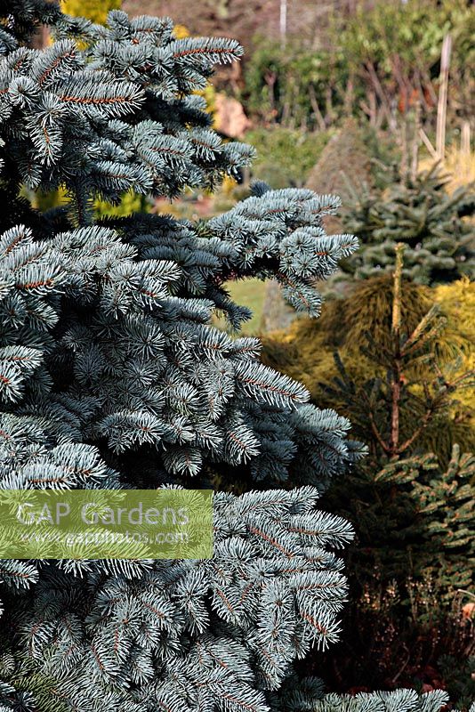 Picea pungens 'Prostrate Blue Mist' at Foxhollow Garden near Poole, Dorset