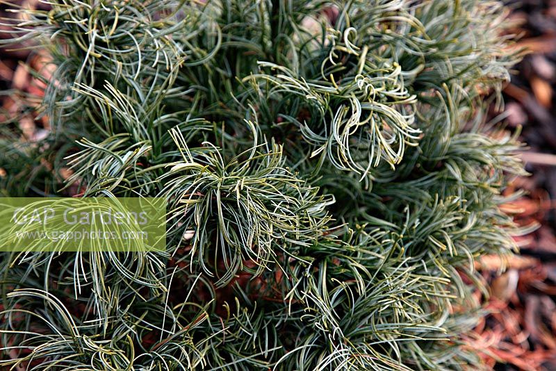 Pinus strobus 'Green Twist' at Foxhollow Garden near Poole, Dorset