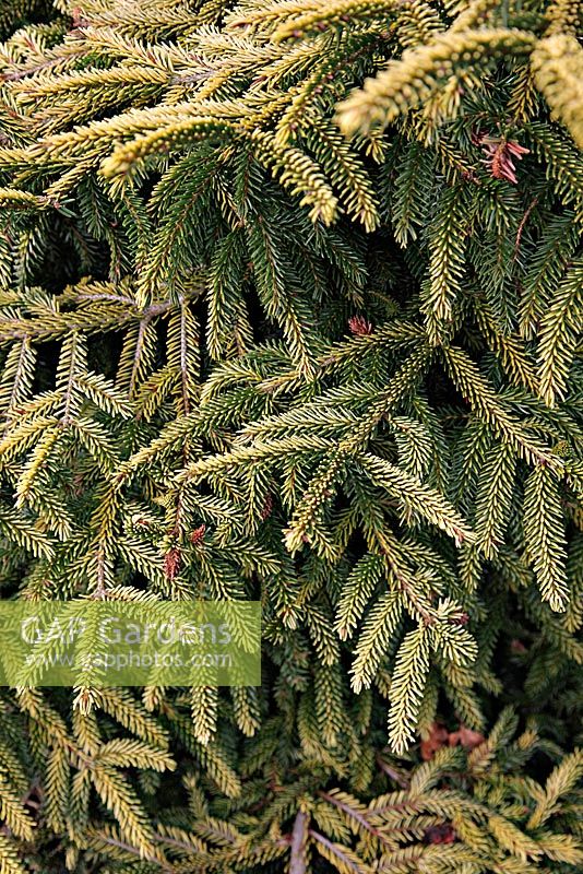Picea orientalis 'Skylands' at Foxhollow Garden near Poole, Dorset