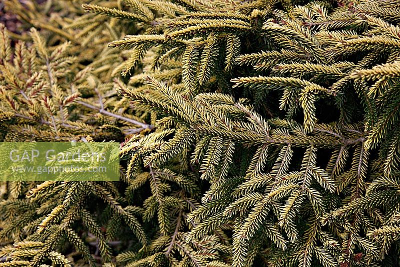 Picea orientalis 'Skylands' at Foxhollow Garden near Poole, Dorset