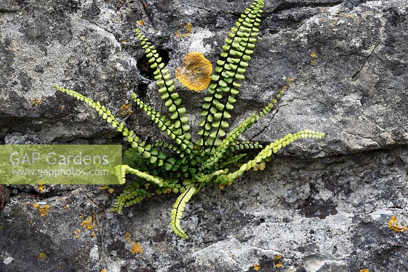 Asplenium trichomanes - Maidenhair Spleenwort, growing in on stone wall