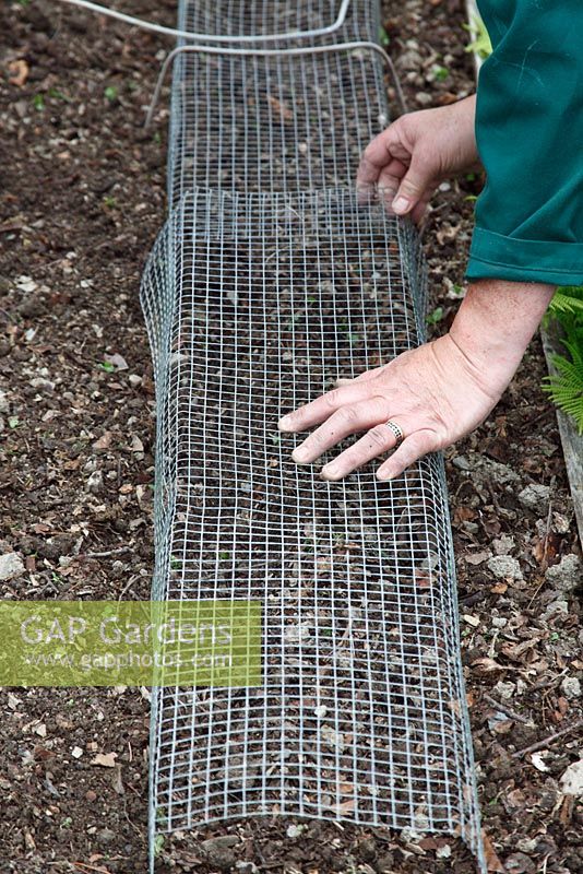 Planting Vicia fabia - Broad Beans seeds. Protect each double row from mice with wire mesh tunnel