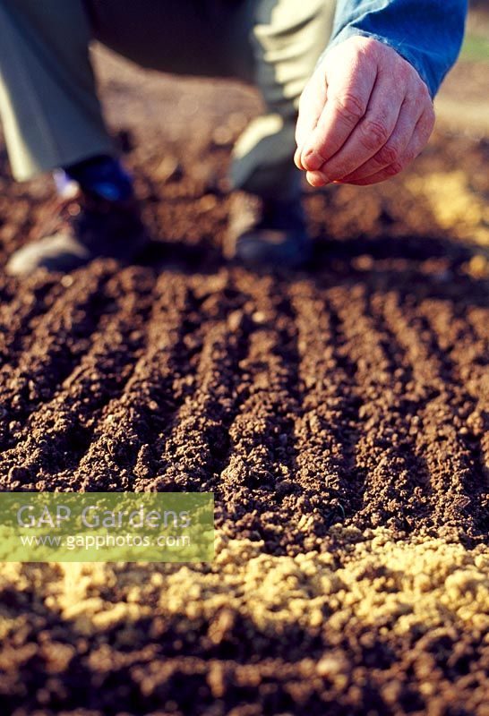Sowing annuals and bi-annuals. Step 5. Scatter the seeds over each section in a broadcast fashion, and most will roll or bounce down into the bottom of the drills.  They will then germinate in rows, which makes weeding easier until the seedlings are large enough to shade the soil and suppress weeds.