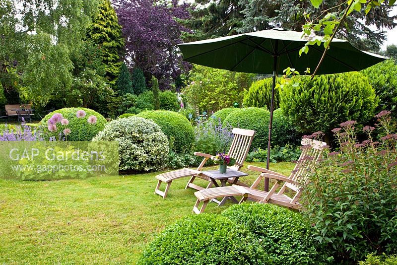 Country garden with wooden loungers on lawn. Border of Buxus - Box balls, Allium and Euonymus