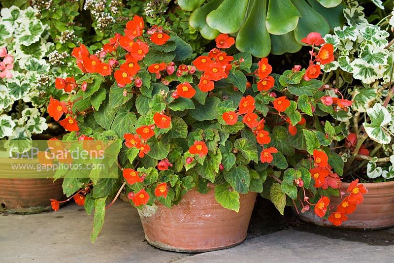 Begonia 'Flamboyant' growing in a terracotta pot