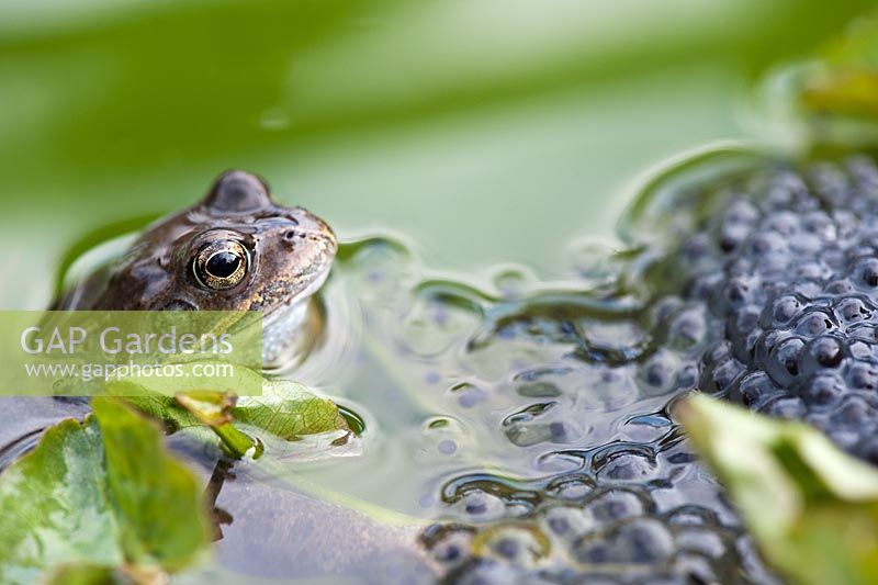 Rana Temporaria - Common garden frog and frog spawn in a pond