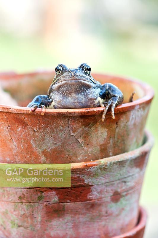 Rana Temporaria - Common garden frog appearing out of a flowerpot