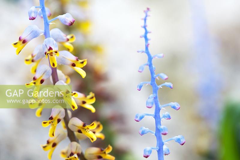 Lachenalia mutabilis flower spike