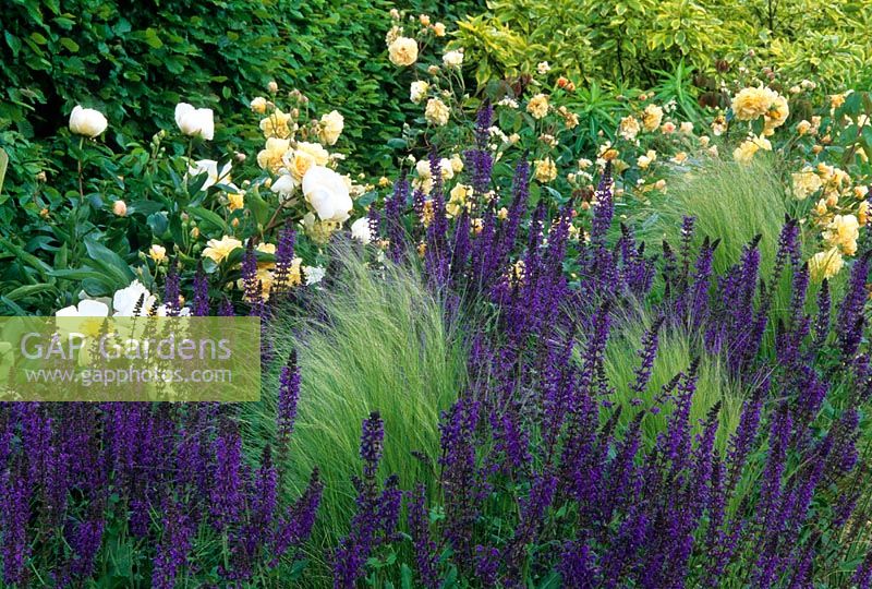 Rosa 'Buff Beauty' with Stipa tenuissima and Salvia x sylvestris 'Mainacht'