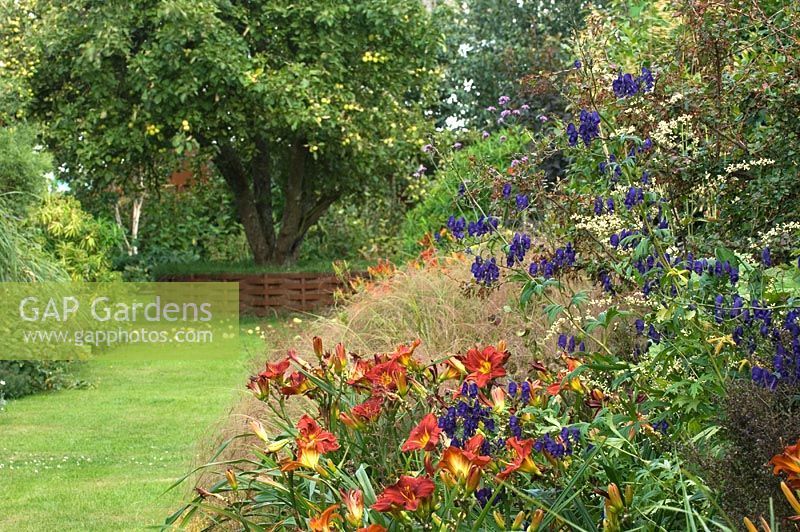 Colourful borders of Hemerocallis - Day Lily and Aconitum - Monkshood with ornamental grasses in a cottage garden. Rushbrooke, Suffolk, UK