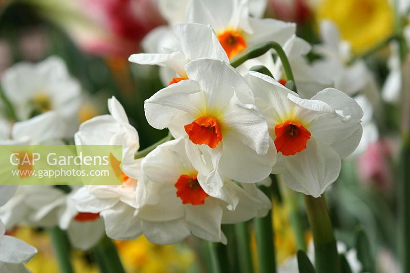 Narcissus 'Geranium' - Daffodil